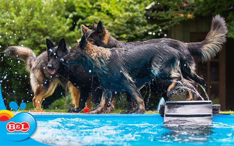 animais de estimação na piscina