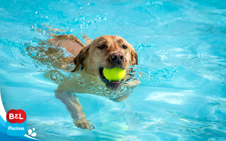 Cachorro na piscina: confira dicas para garantir segurança e higiene