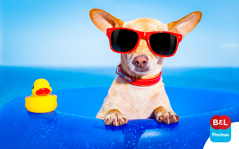 Fugindo do calorão: 5 dicas para curtir a piscina com o cachorro